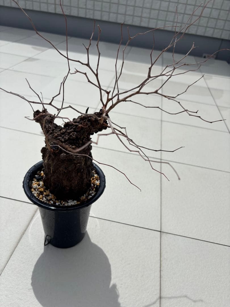 チャレンジ株 オペルクリカリアパキプス目立った傷や汚れなし