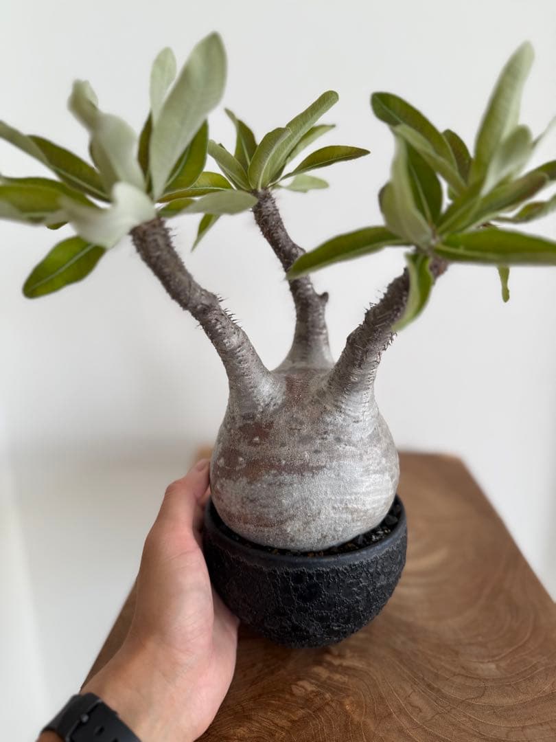 パキポディウム グラキリス 良型 現地球 発根済み パキポディウム グラキリス 良型 現地球 発根済み