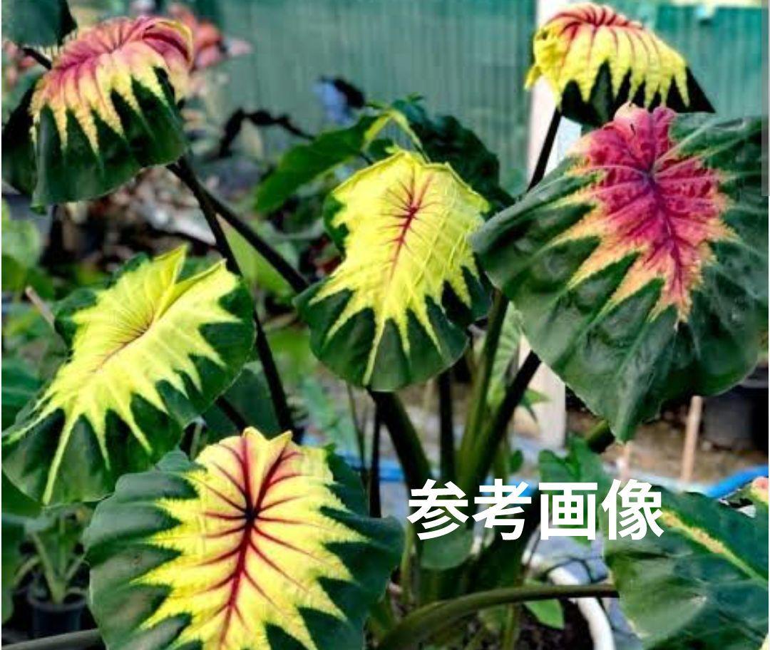 コロカシア ピンクラーバー　colocasia Light Pillar