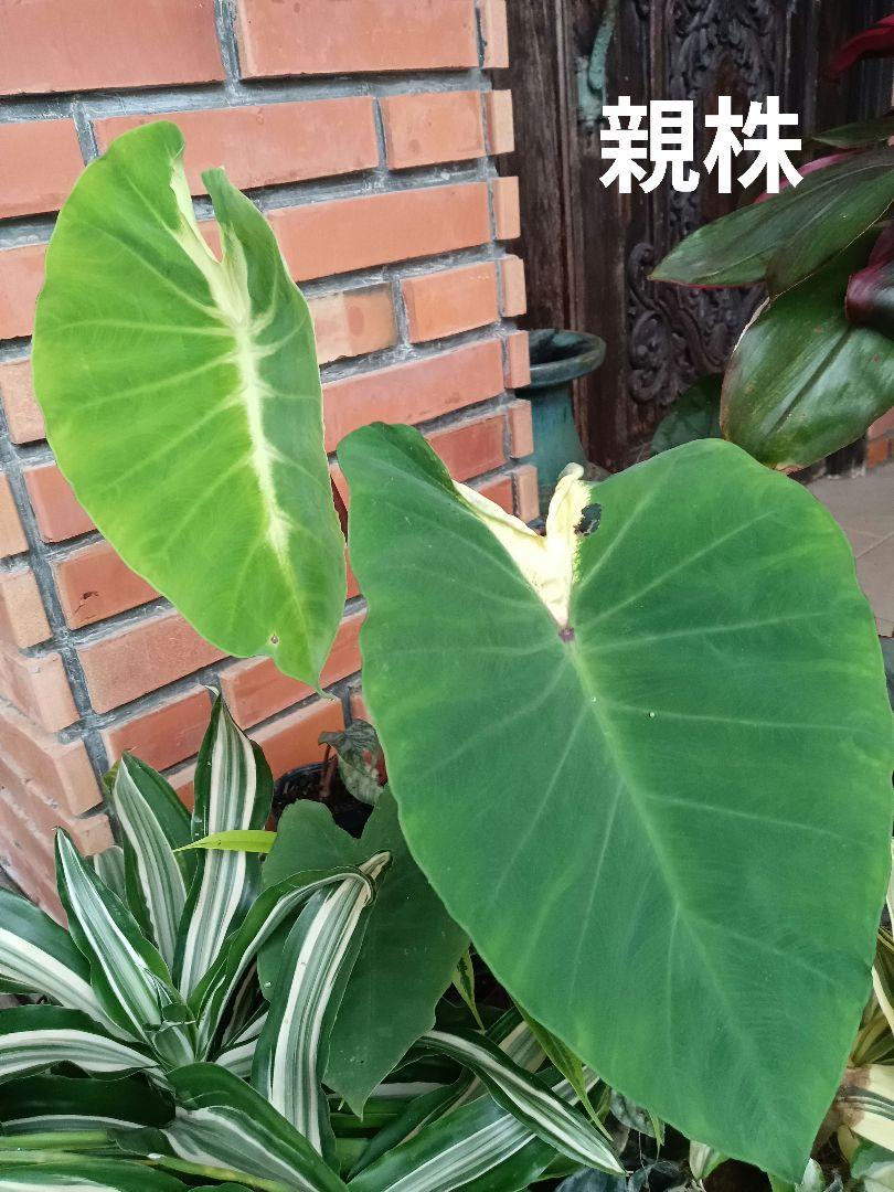 コロカシア ピンクラーバー　colocasia Light Pillar