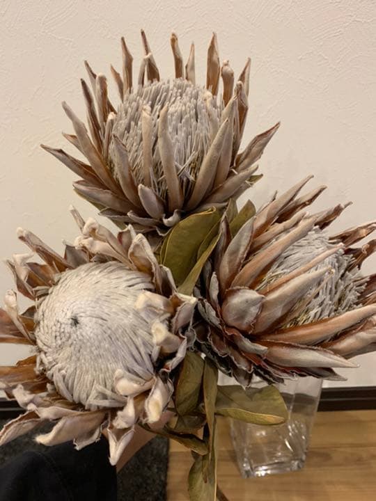 オンラインショップネイティブフラワー キングプロテア ピンク系 フラワー ガーデン ハンドメイド 11 340 Dominicanacompite Org