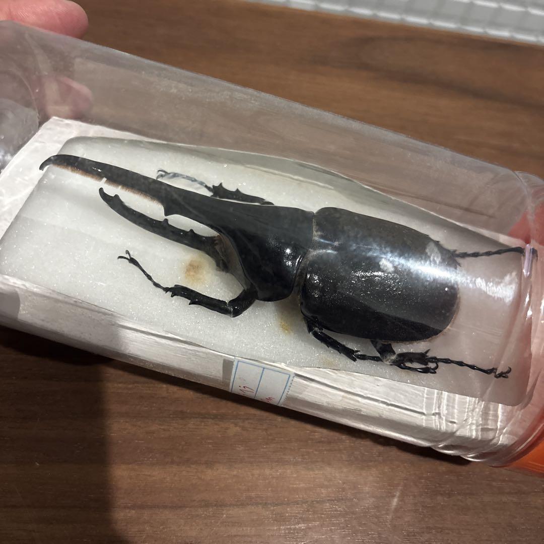 ヘラクレスオオカブト 標本