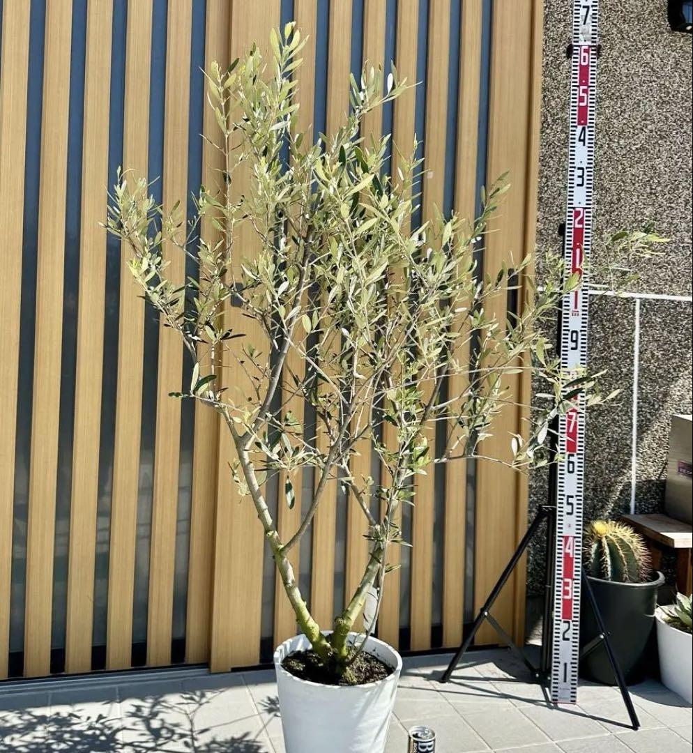 オリーブの木 バルネア【樹高:約140cm】 Apr10