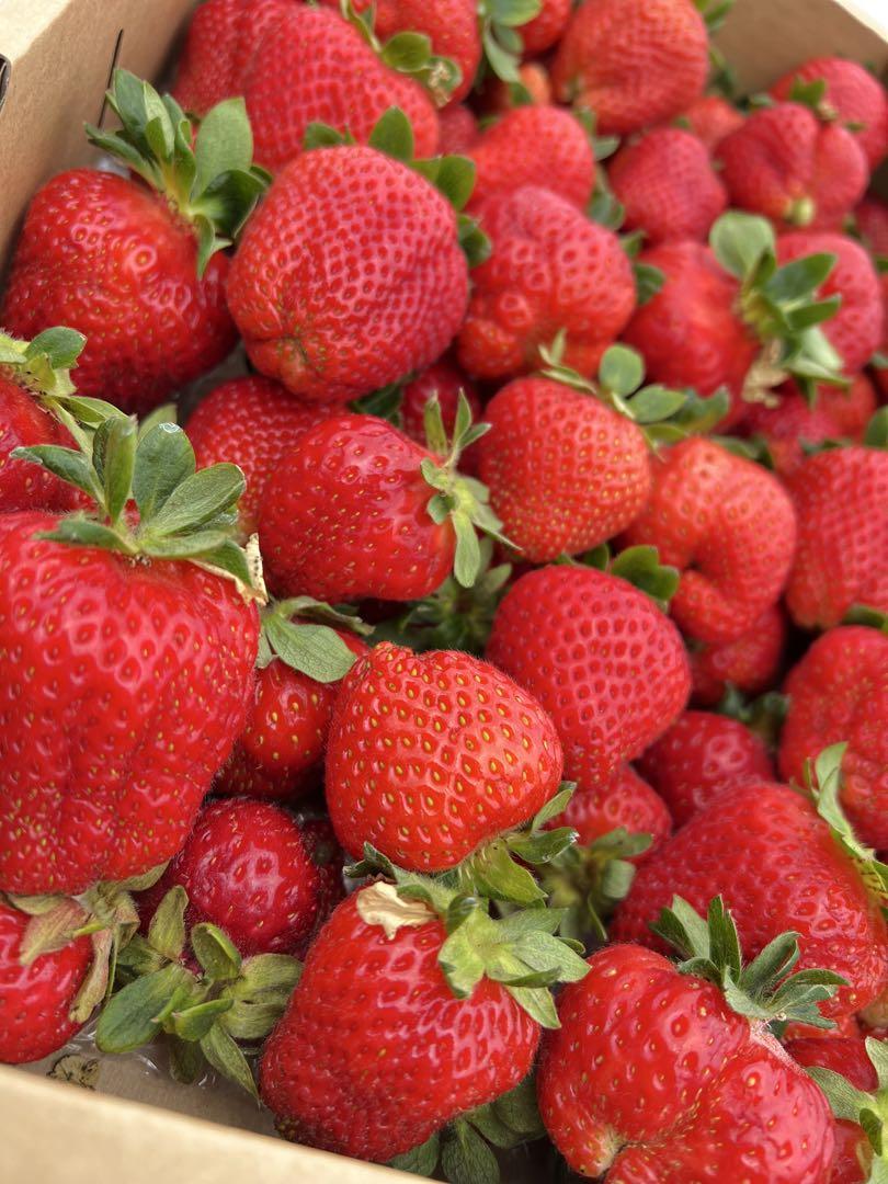【減農薬】青森県産　大玉夏イチゴ　4kg　いちご　訳あり　加工用　クール便 減農薬】青森県産 大玉夏イチゴ 4kg いちご 訳あり 加工用