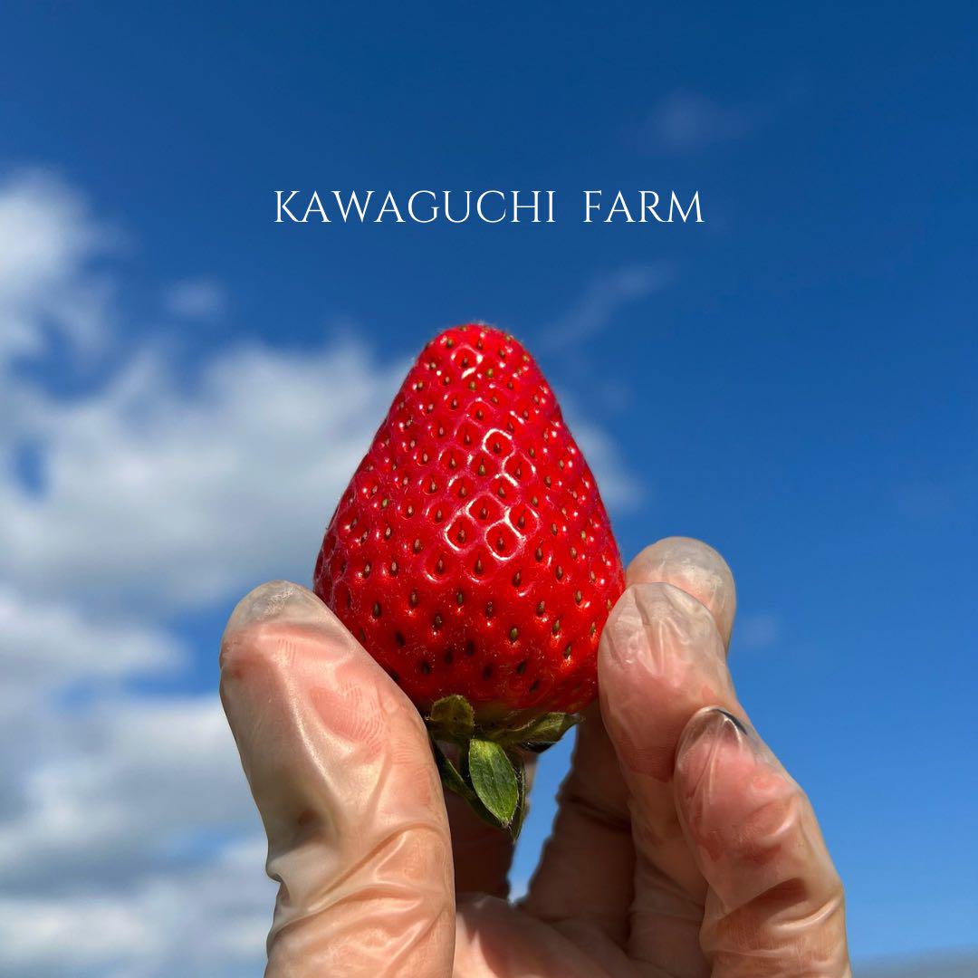 【減農薬】青森県産　大玉夏イチゴ　4kg　いちご　訳あり　加工用　クール便 減農薬】青森県産 大玉夏イチゴ 4kg いちご 訳あり 加工用