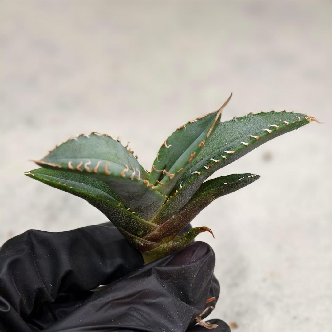 h2275特選 アガベ チタノタ 鑽石 極上良型株 優良血統 極太棘 子株