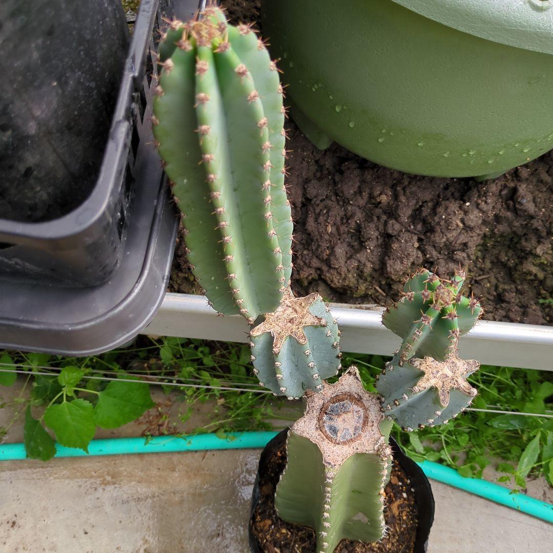 まとめ買い　柱サボテン 鬼面角　4発根　サボテンブランチ　サボテン 地植えアガベ まとめ買い 柱サボテン 鬼面角 4発根 サボテンブランチ サボテン