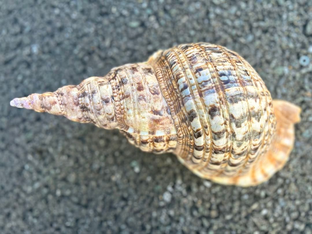 法螺貝 36.5cm 1248gやや傷や汚れあり