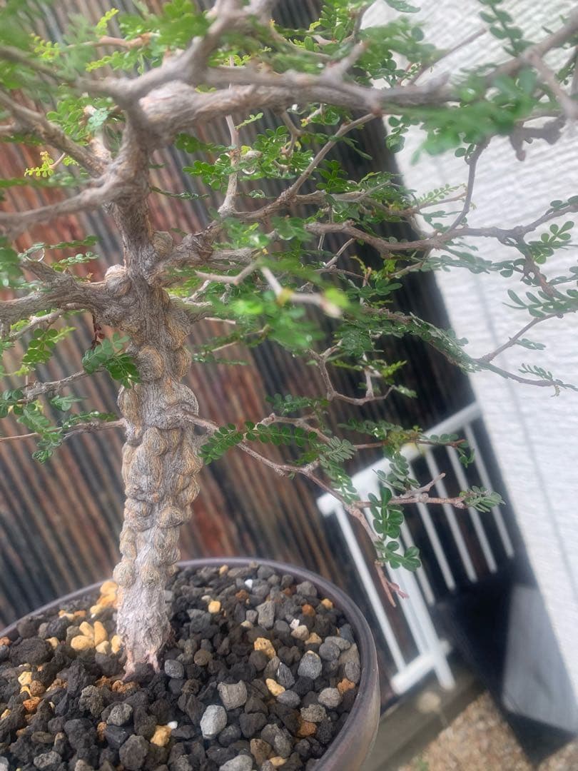 陶器鉢付き目立った傷や汚れなし