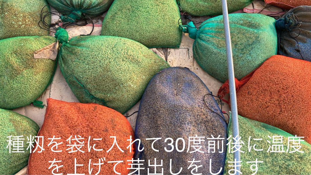 新潟県認証特別栽培米 新潟県産従来コシヒカリ 玄米 30キロ