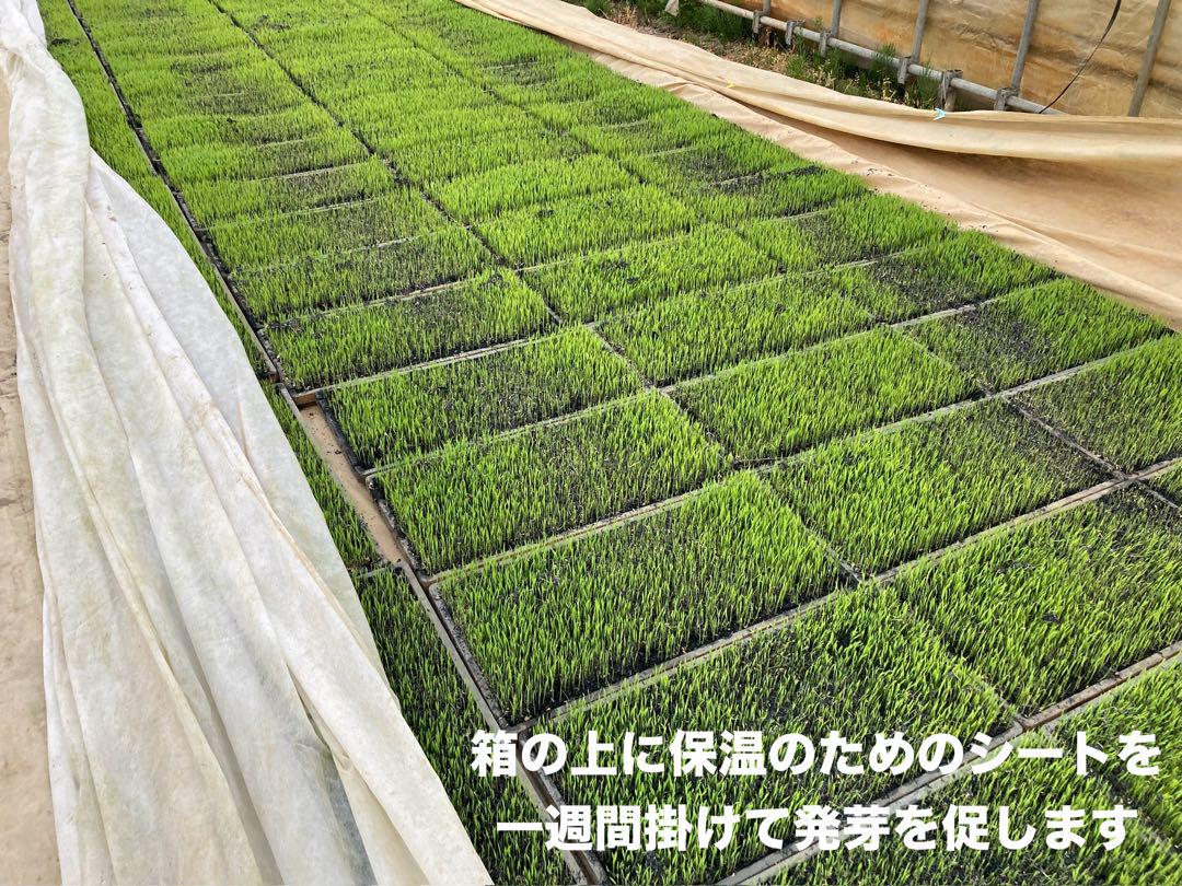 新潟県認証特別栽培米 新潟県産従来コシヒカリ 玄米 30キロ