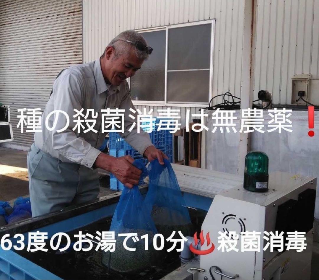 自然栽培米　幻の米　ササシグレ(ササニシキ親品種) 玄米５kg 山形県庄内米