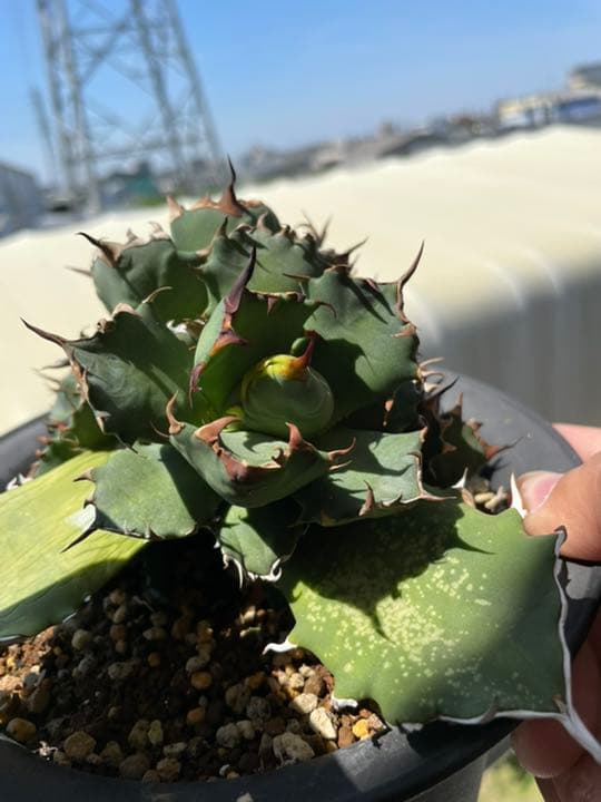 アガベ チタノタ 巌竜 胴切り 群生株 | cassado.com.pe