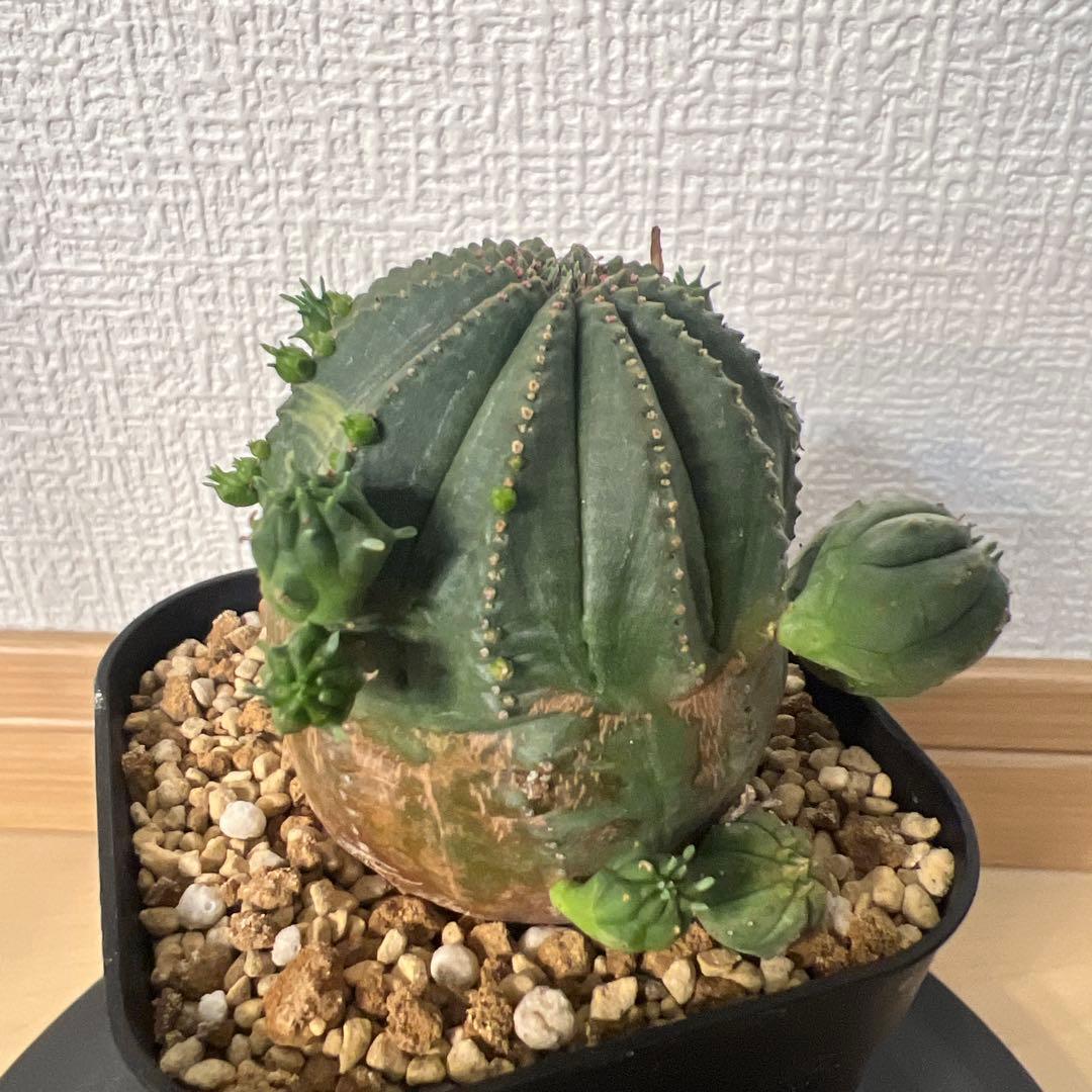 班 子株多数やや傷や汚れあり