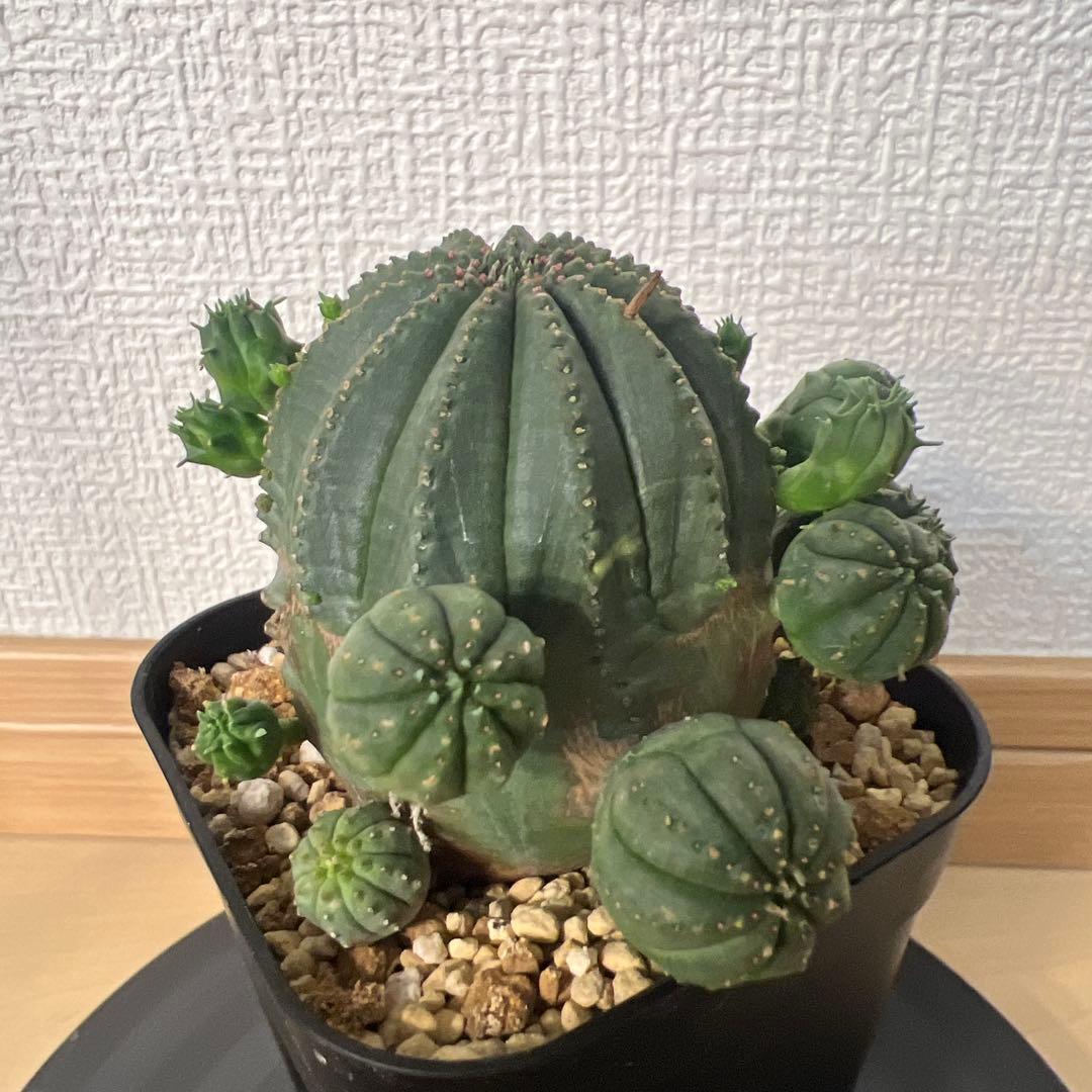 ユーフォルビア オベサ 班 子株多数やや傷や汚れあり YUZUMIYA_COM