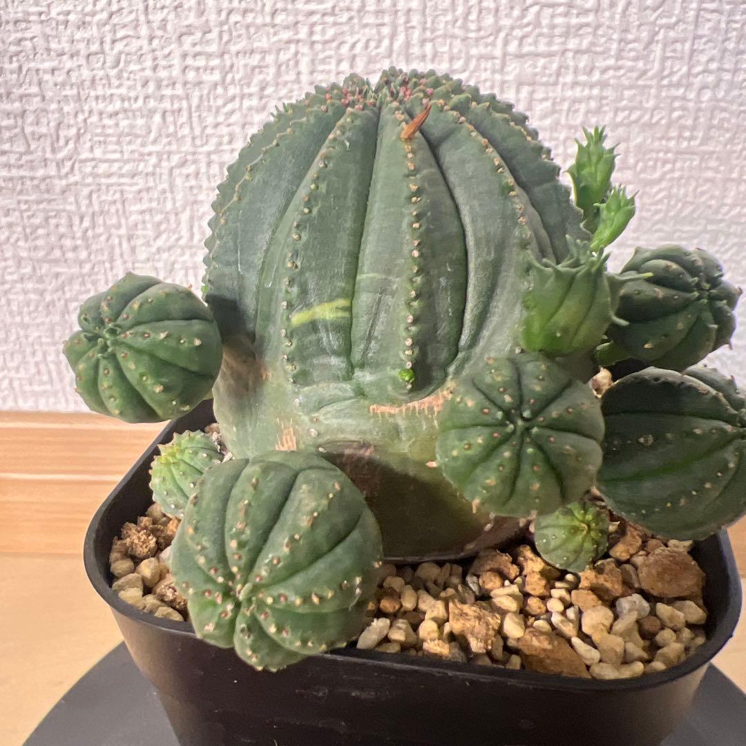 班 子株多数やや傷や汚れあり