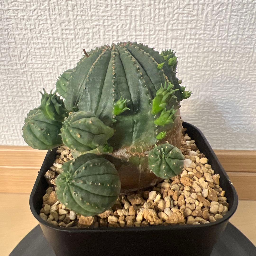 ユーフォルビア