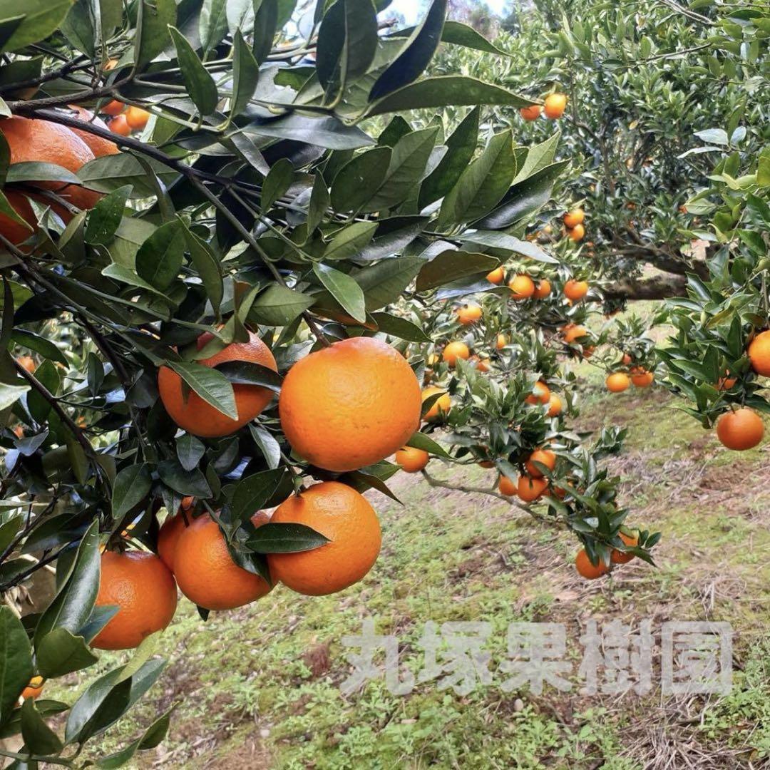 タンカン 混合 10キロ 種子島産 鹿児島