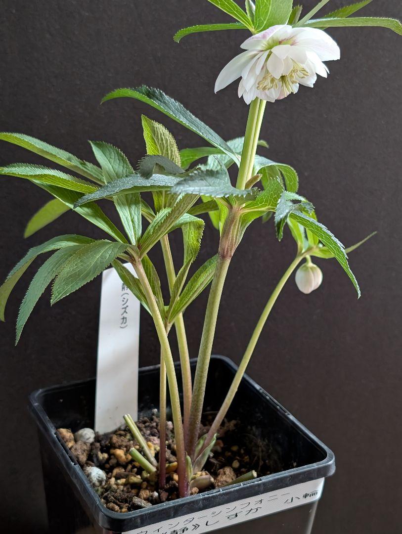 開花株