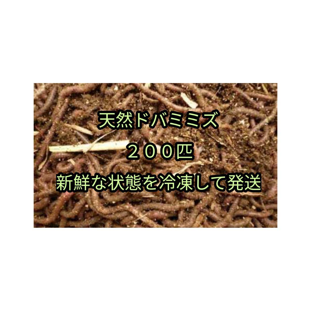 防腐加工済みドバミミズ２００匹