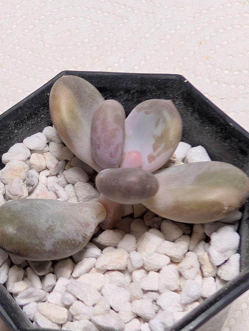 多肉植物　達磨チーズ美人錦　カット苗