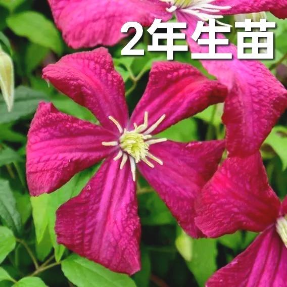 最も優遇の クレマチス 2年生苗 送料込み 育てやすい強剪定 1苗のみ 植物 観葉植物 Www Editoravirtua Com