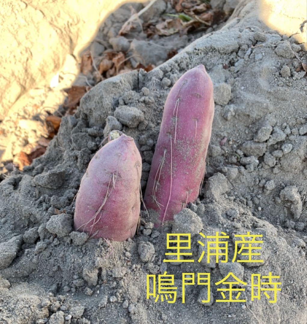 里浦産　鳴門金時　砂付き Sサイズ　10kg