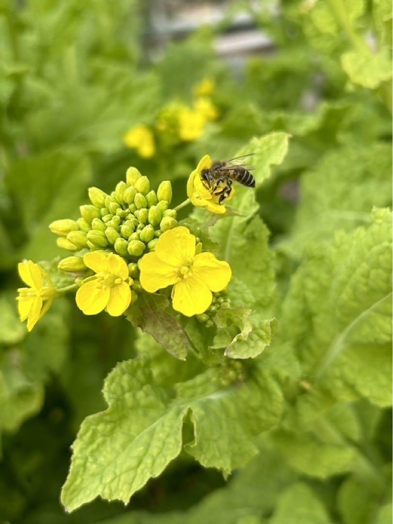 日本蜜蜂 結晶化はちみつ 非加熱 300g×2瓶 天然 百花蜜 ハチミツ 無農薬