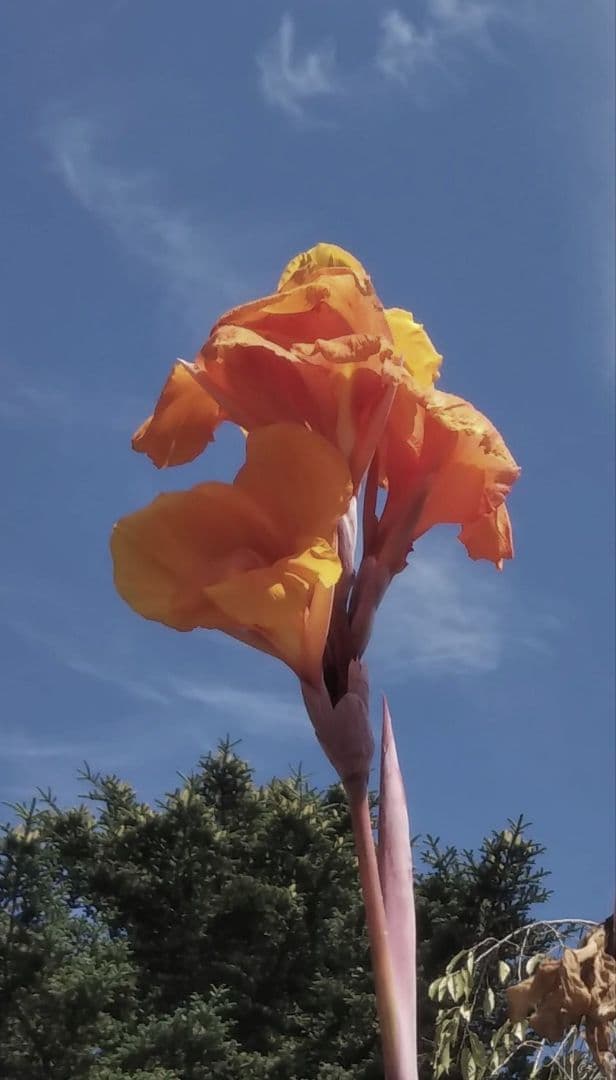 カンナ ⚘˖ ベンガルタイガー ⚘˖ 球根 3個傷や汚れあり YUZUMIYA_COM