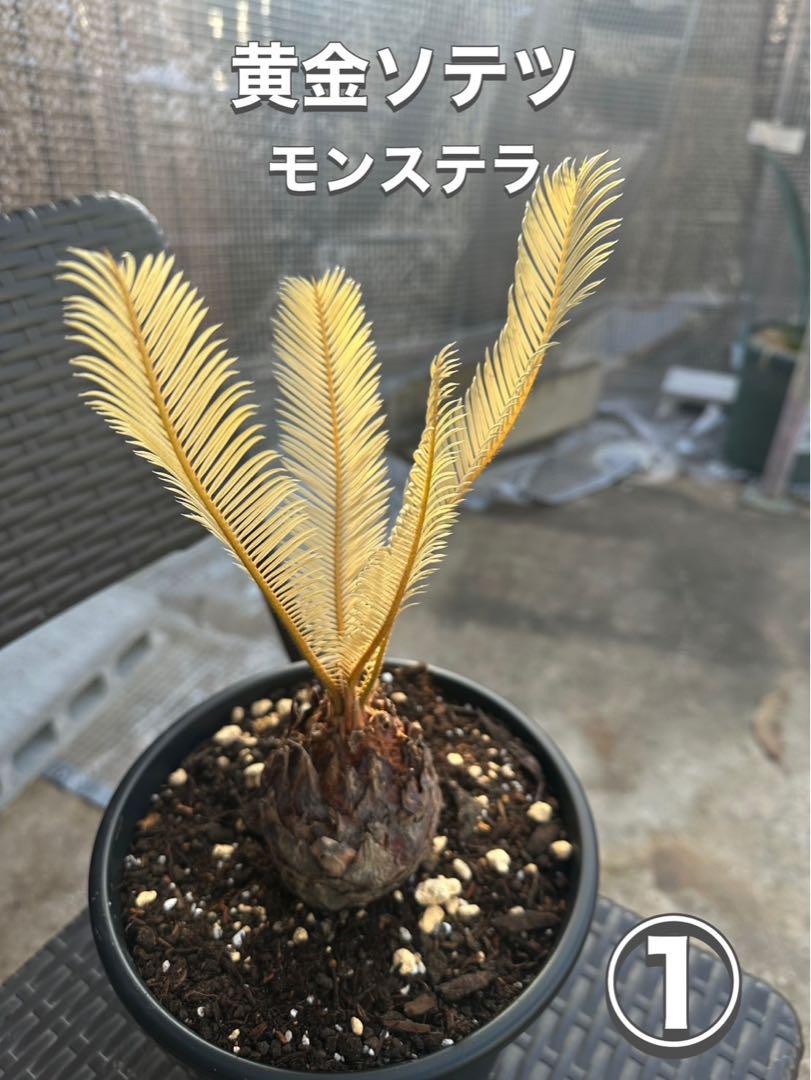 黄金ソテツ モンステラ‼️斑入り蘇轍‼️抜き苗発送‼️① - メルカリ 黄金ソテツ モンステラ‼️斑入り蘇轍‼️抜き苗発送‼️① - メルカリ