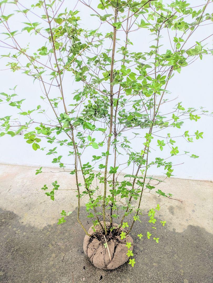 端正。。山採りドウダンツツジ。