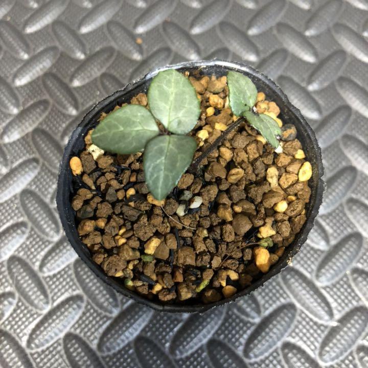 メルカリ クリスマスローズ 苗 リビダス ピンクニゲル 植物 観葉植物 1 100 中古や未使用のフリマ メルカリ クリスマスローズ 苗 リビダス ピンクニゲル 植物 観葉植物 1 100 中古や未使用のフリマ