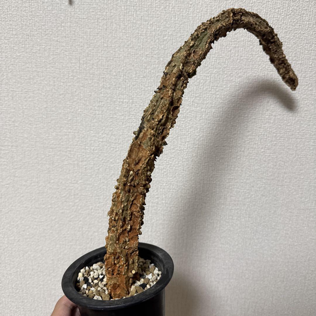 アデニア アクレアータ 未発根 現地株 塊根植物・コーデックス