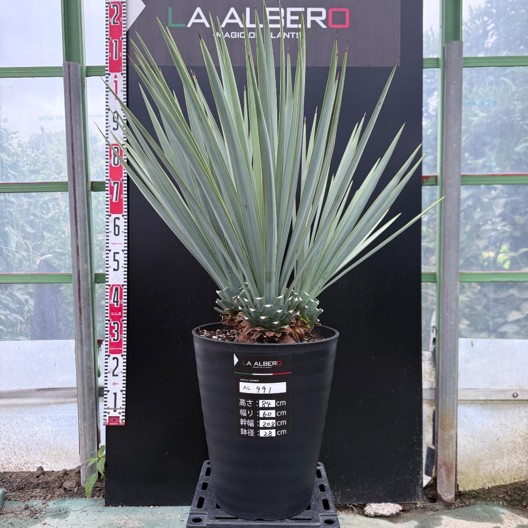 専用【AL926】ユッカ　リギダ　希少マルチヘッド、１頭のみ成長点不良、価格考慮 専用【AL926】ユッカ リギダ 希少マルチヘッド、1頭のみ成長点