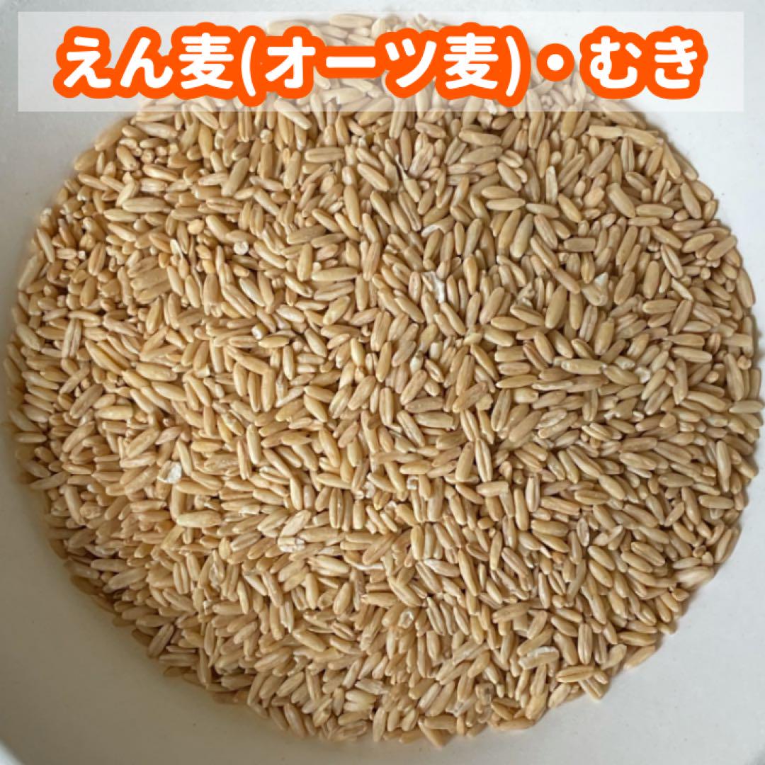 鳥の餌セット