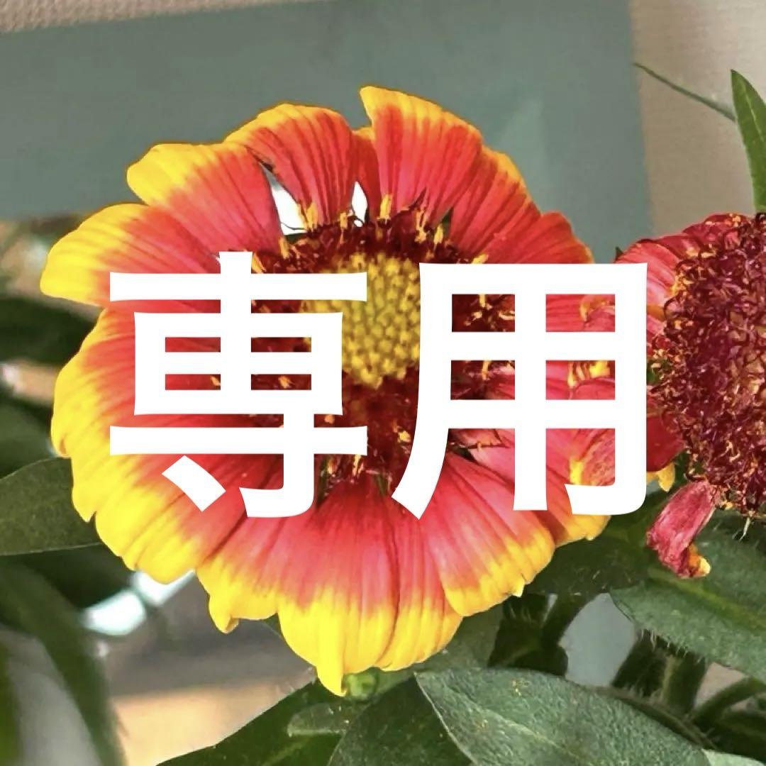 【受賞苗】ガイラルディア　スピントップ　スターバースト　硬質ポット苗《7/10》