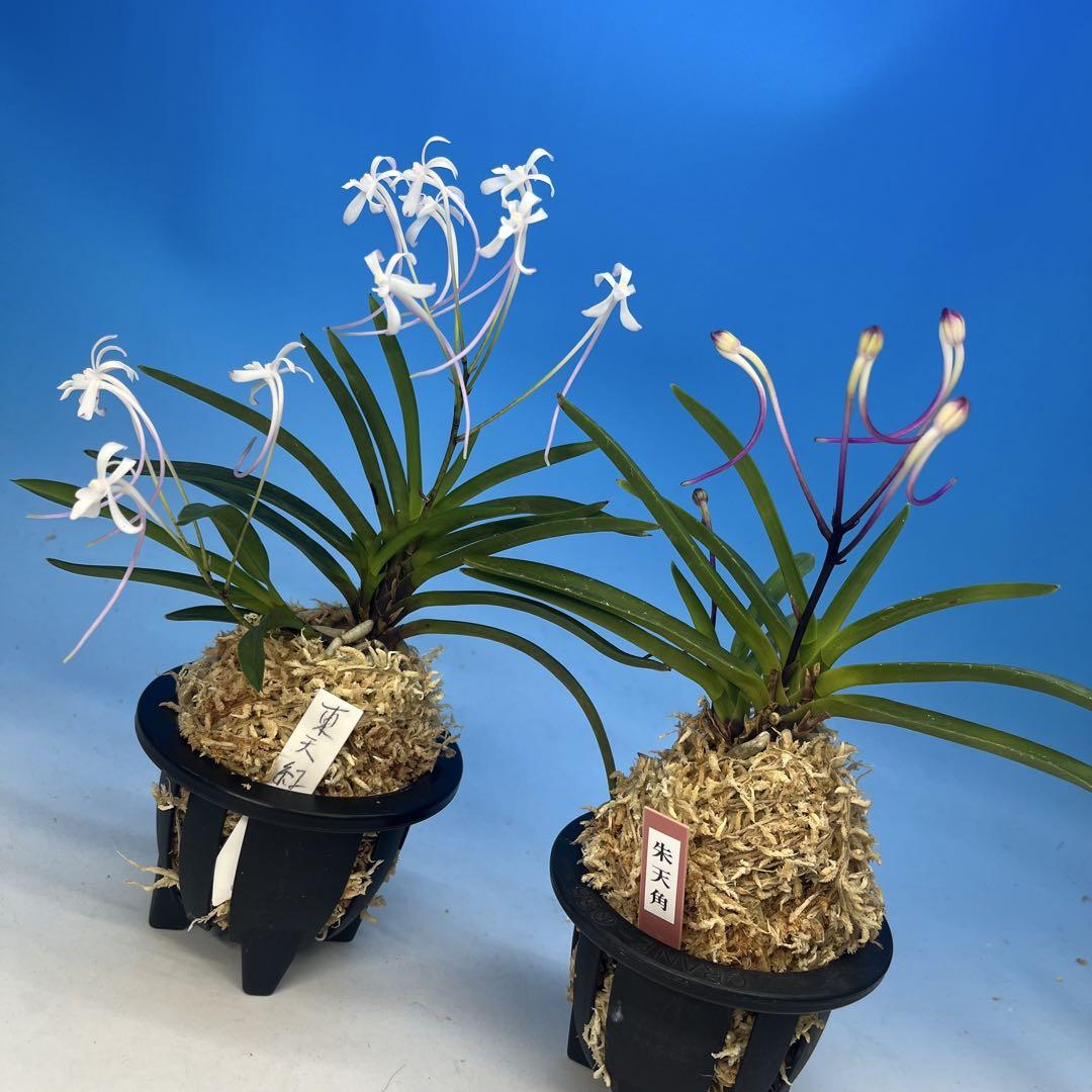 富貴蘭　赤花二種セット 富貴蘭 赤花二種セット - メルカリ