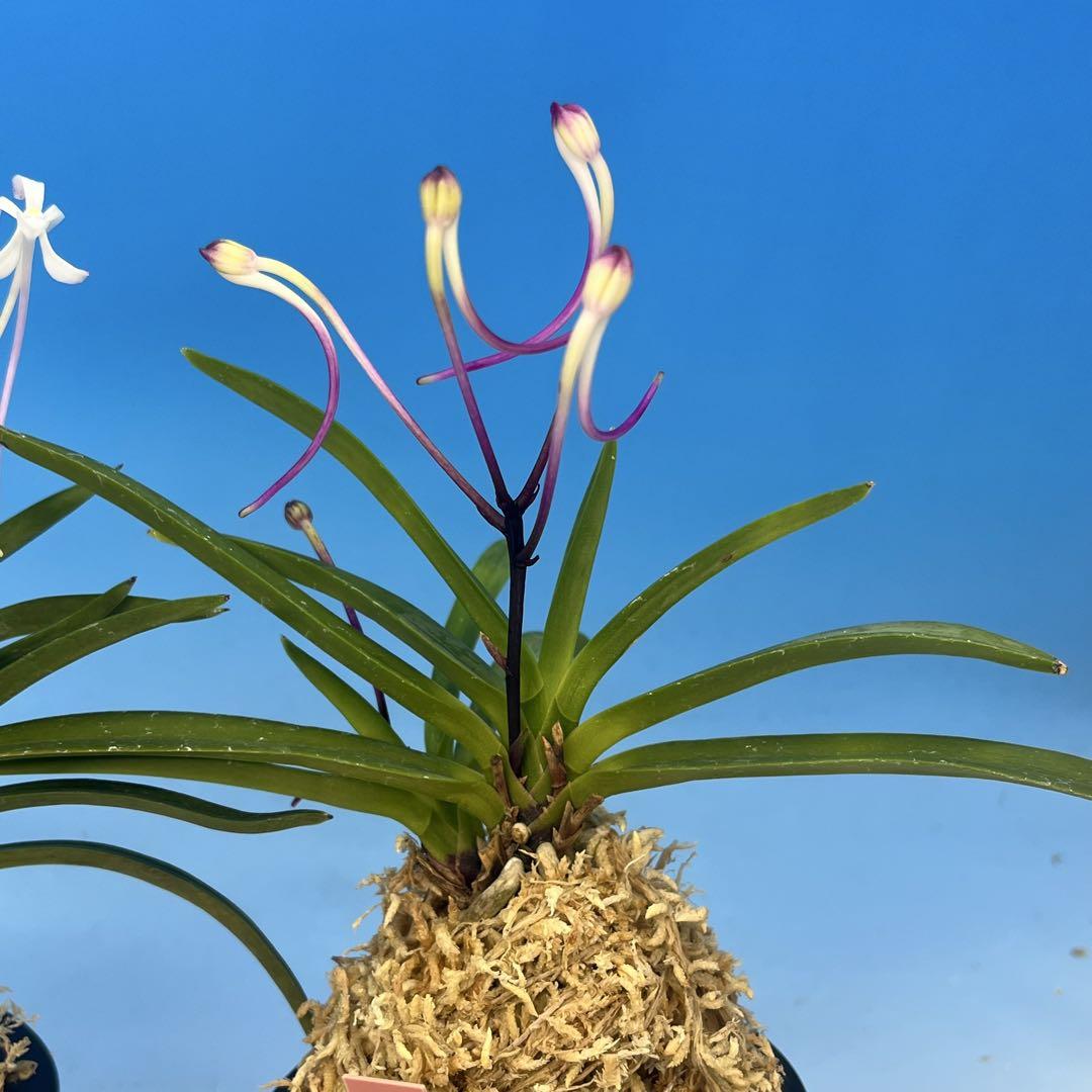 富貴蘭　赤花二種セット 富貴蘭 赤花二種セット - メルカリ