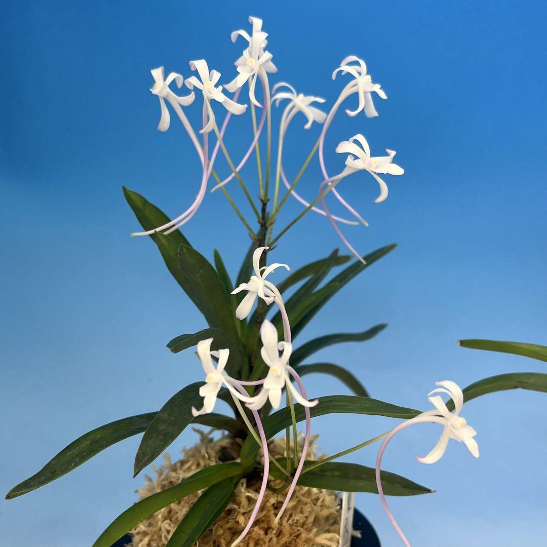 富貴蘭　赤花二種セット 富貴蘭 赤花二種セット - メルカリ