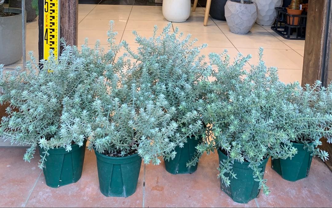 斑入り ウエストリンギア スモーキーホワイト　5個セット