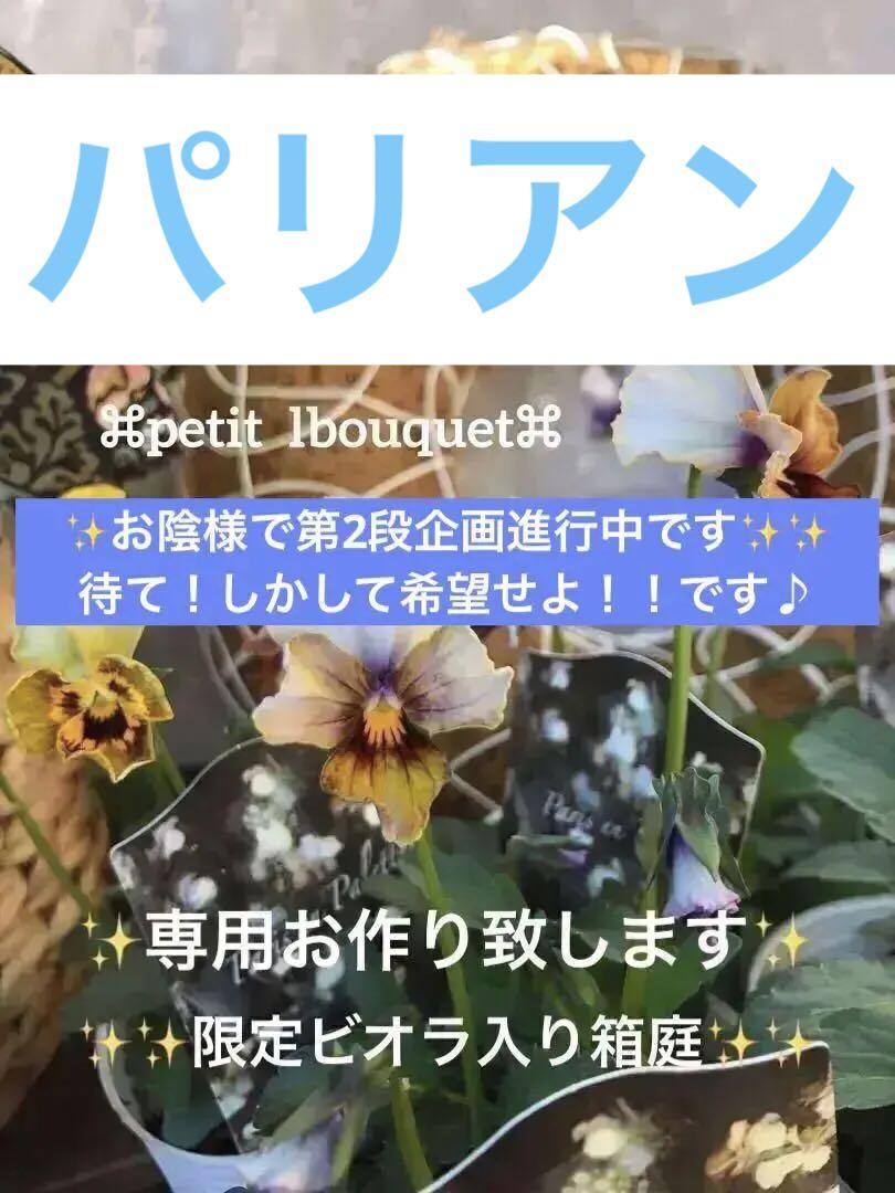 寄せ植え花✨パンジー✨ビオラ✨オリジナル鉢入✨パリアンパレットセット✨0のサムネイル