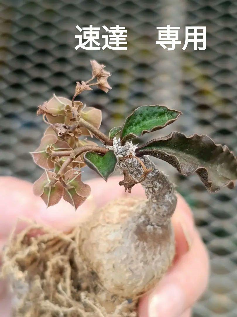 速達　アンボボンベンシス実生と良形　オベサ実生　ユーフォルビア