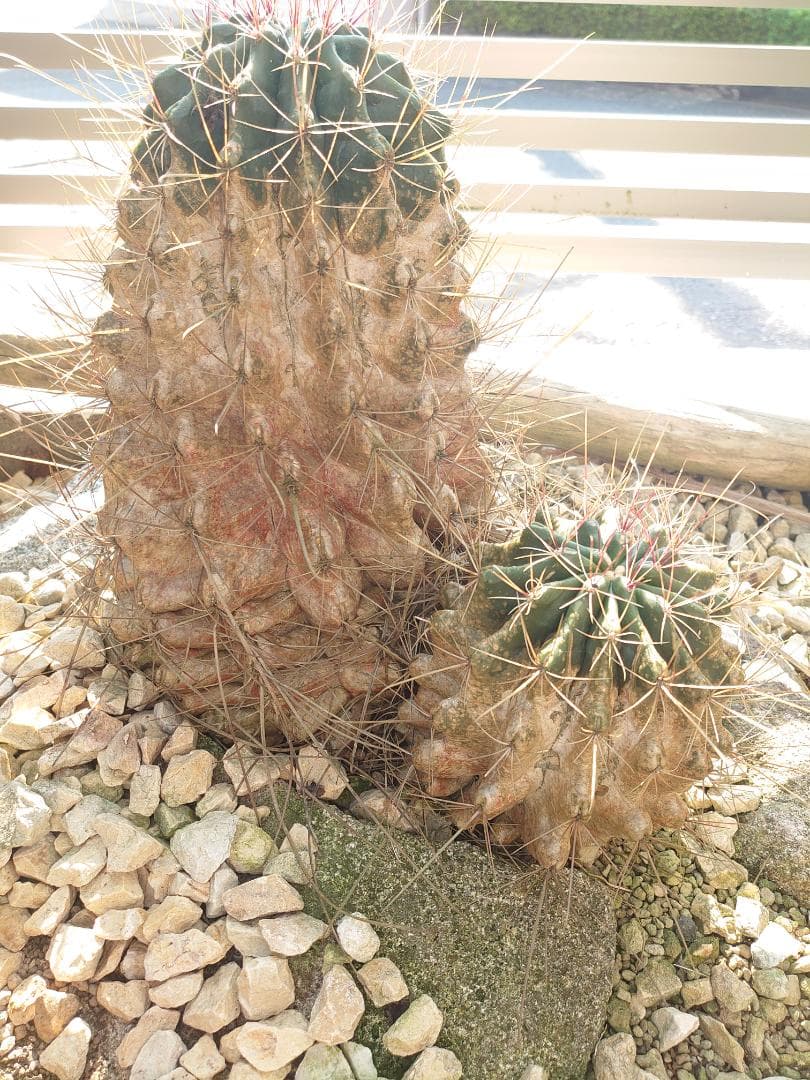 巨鷲玉 フェロカクタス 大株やや傷や汚れあり WWW_GEBZETESISAT_COM_TR