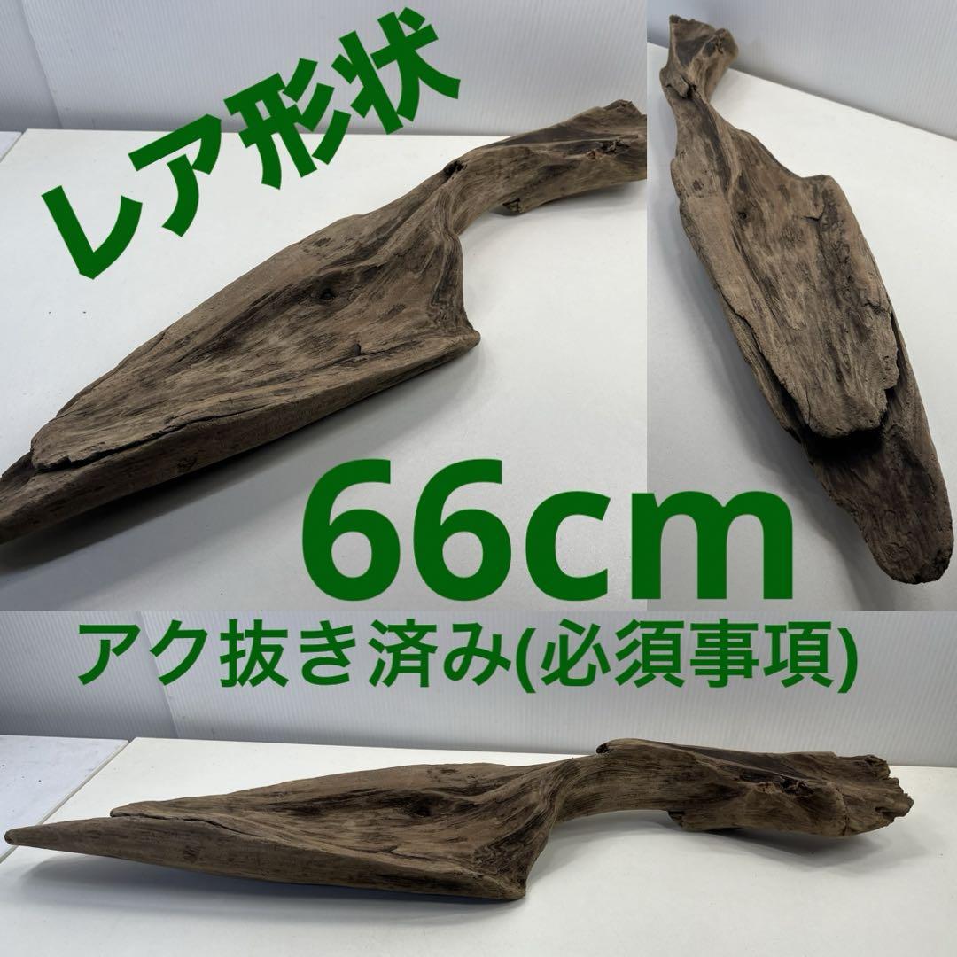 m15大型流木 アク抜き済み 爬虫類シェルター レイアウト用 登り木 インテリア k54アク抜き済み流木 爬虫類シェルター レイアウト用 登り木