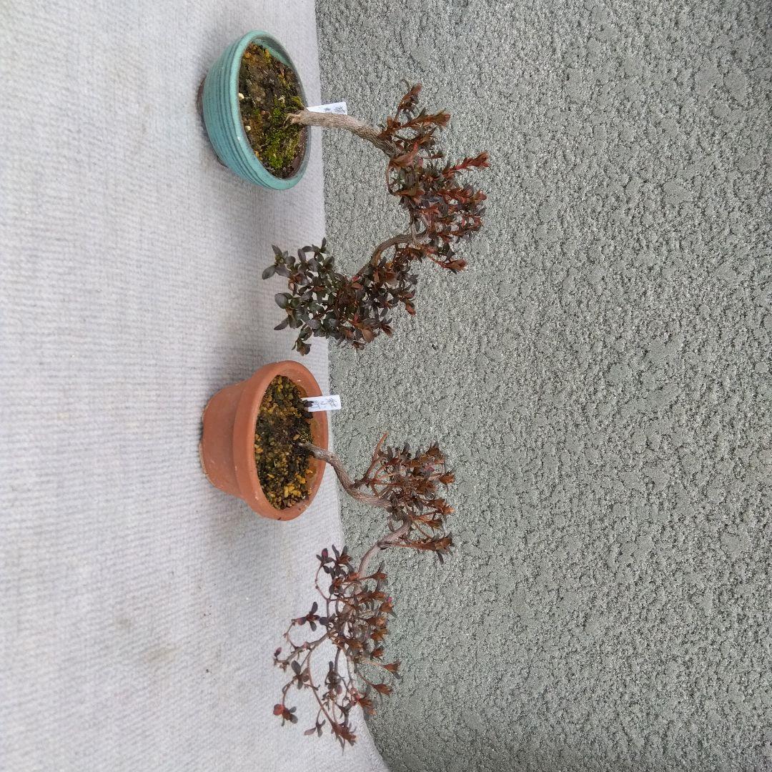 さつき小品盆栽、菊姫、(深山霧島)紅小町の21