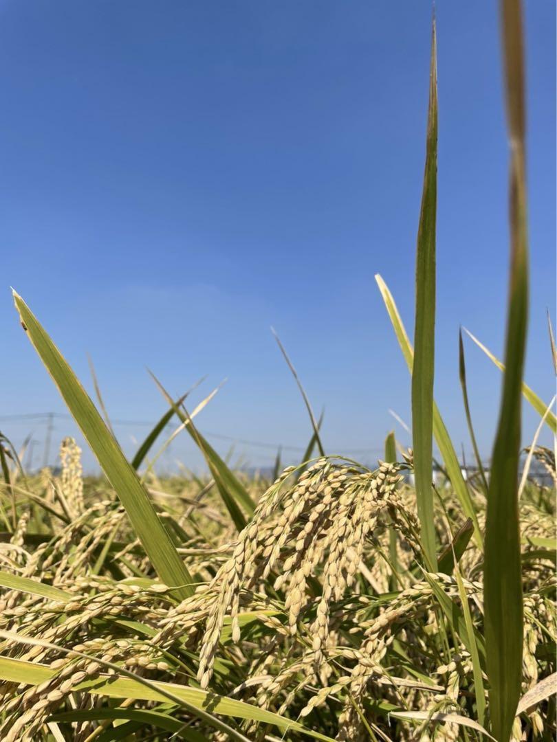 お米ヒノヒカリ無農薬米９kg福岡県筑後市産 無農薬米 ヒノヒカリ 令和5年産 白米 9kg 福岡県筑後市産 - 米
