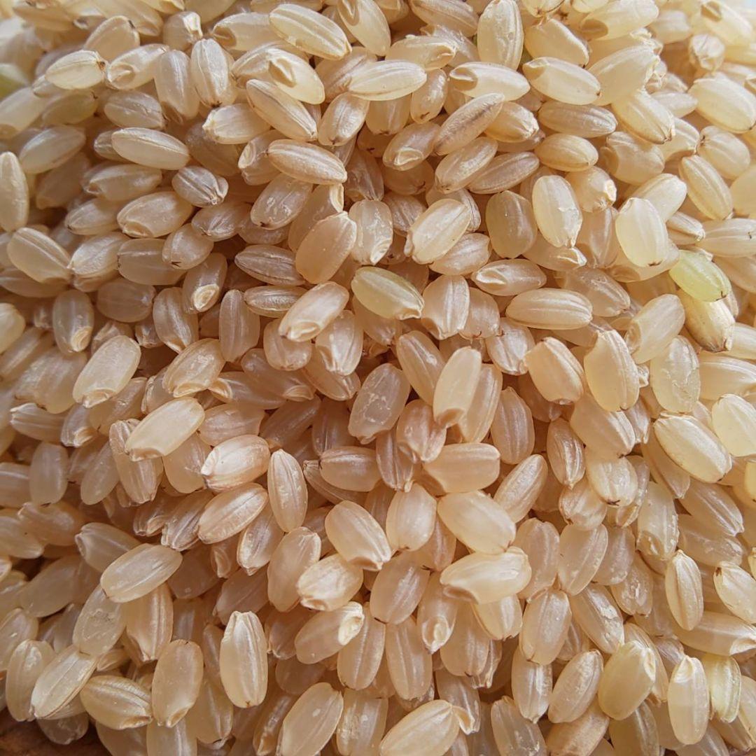 【綺麗な大粒揃い】農薬不使用 化学肥料不使用 ヒノヒカリ 玄米 20kg