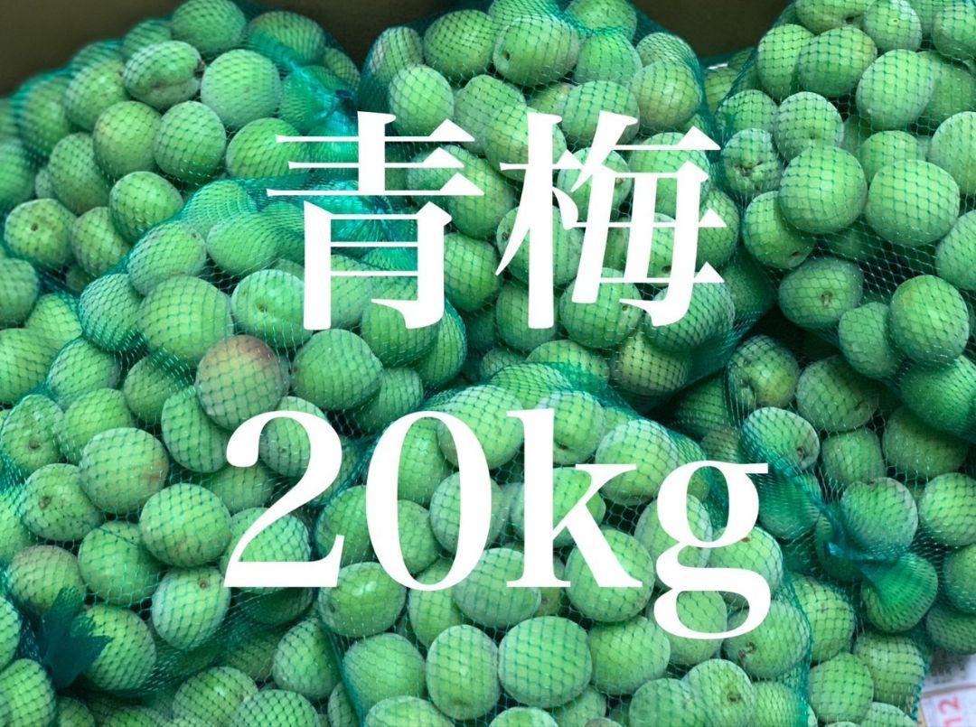 クール便でお届け【熊本県産】季節のお品物 梅 加工用 家庭用 規格外 20kg クール便でお届け【熊本県産】季節のお品物 梅 加工用 家庭用
