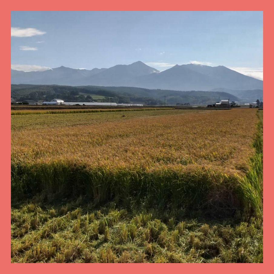 ひろきんぐ様 玄米 R6 新米 北海道産 ゆめぴりか 10kg 送料無料 贈答品
