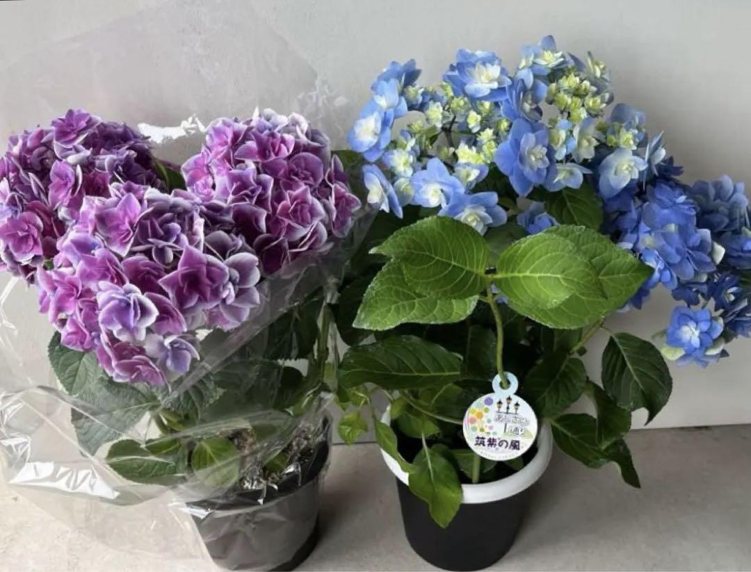 紫陽花 筑紫の風とラベル無し？の2個セット5号給水鉢 宅急便 匿名発送